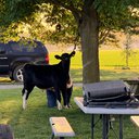 cowluver