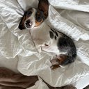 ommie