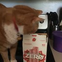 catsboba