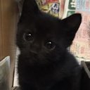 Bellatrix_