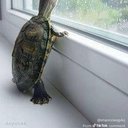 par_tyrtle
