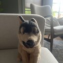 PUPPY-LOVE