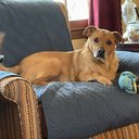 mimiwood