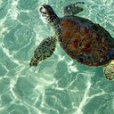 Turtle67