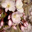 Saffron_M