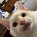Goats_Cats
