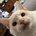 Goats_Cats