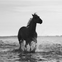 Warhorse