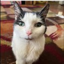corycatv4