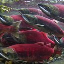 guppies-