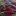 guppies-