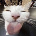 sillycat_3