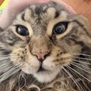 Cat_shaped