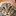 Cat_shaped