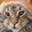 Cat_shaped