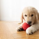PUPPY-LOVE
