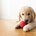 PUPPY-LOVE
