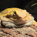 lizard123