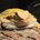 lizard123