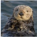 otterbear