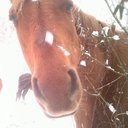 Warhorse