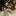 jessie_
