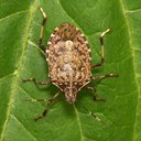SoggyBug