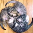 Vikathecat