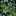 clover_