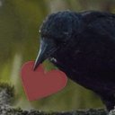birdscore