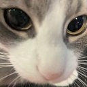 kittypixie