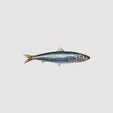 Mr-Fish