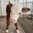 Cowlover21