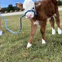 Cowlover21