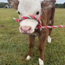 Cowlover21