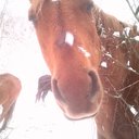 Warhorse