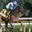 Warhorse