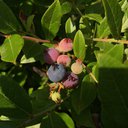 bluberries
