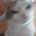 hannchita