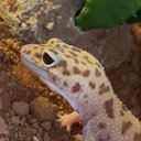 geck0z