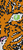 Alpha pattern #133768 variation #389721