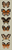 Alpha pattern #120434 variation #392932