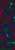 Alpha pattern #193067 variation #405345