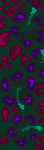 Alpha pattern #193067 variation #405345