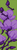 Alpha pattern #186309 variation #407025